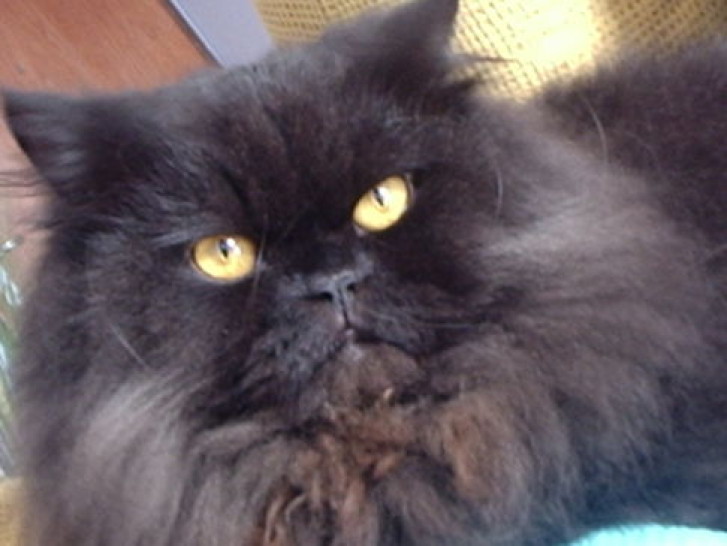 Picture of a cat / kitten / feline