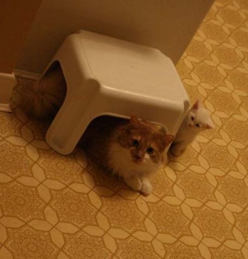 Picture of a cat / kitten / feline