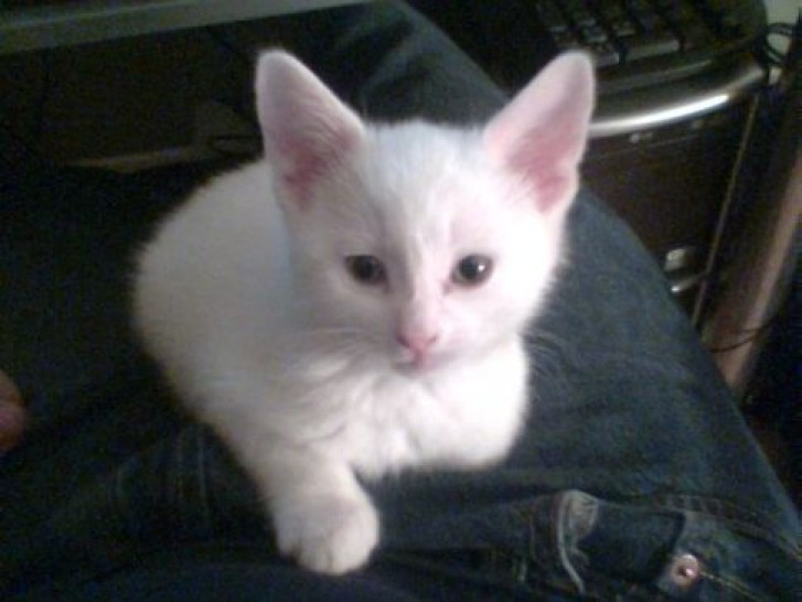 Picture of a cat / kitten / feline