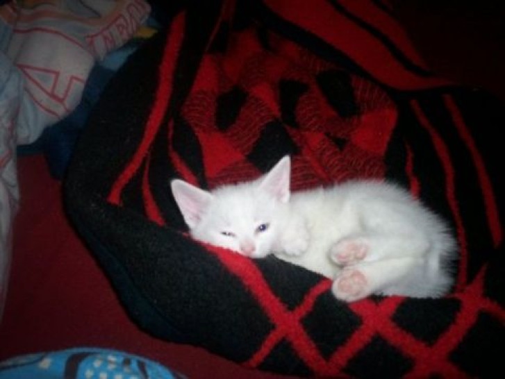 Picture of a cat / kitten / feline