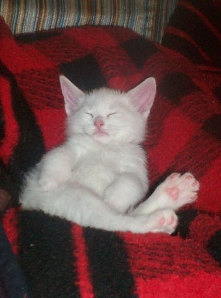 Picture of a cat / kitten / feline