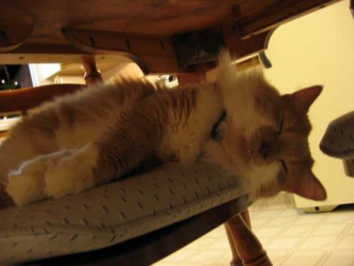 Picture of a cat / kitten / feline