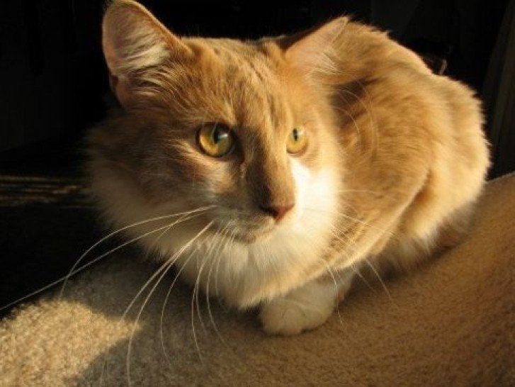 Picture of a cat / kitten / feline