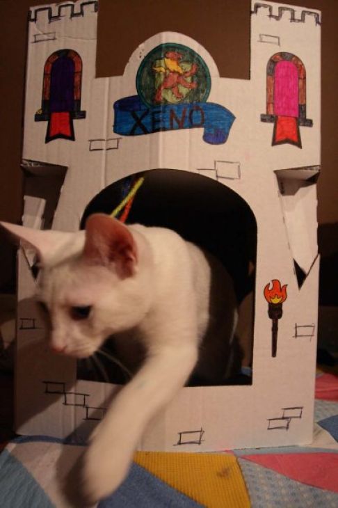 Picture of a cat / kitten / feline