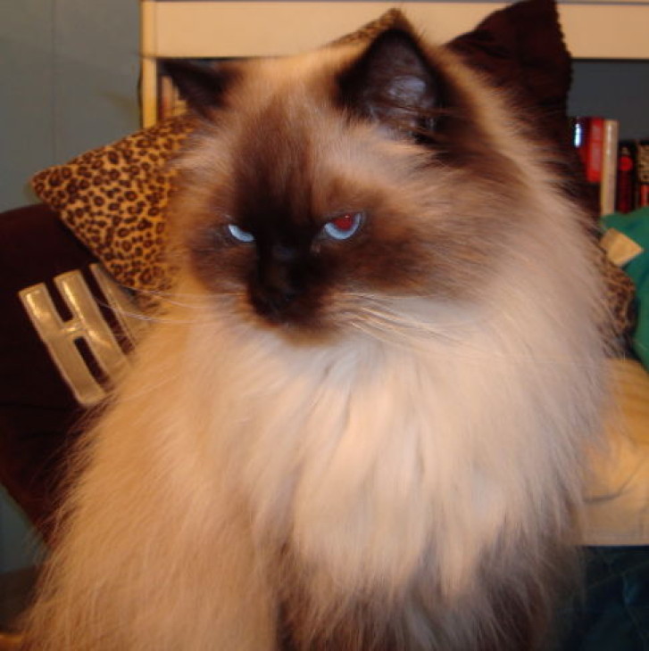 Picture of a cat / kitten / feline