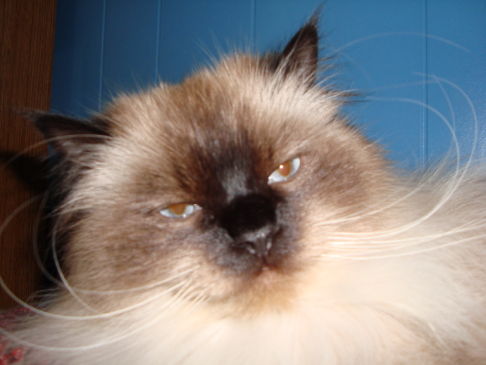 Picture of a cat / kitten / feline