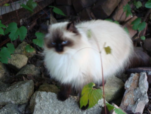 Picture of a cat / kitten / feline