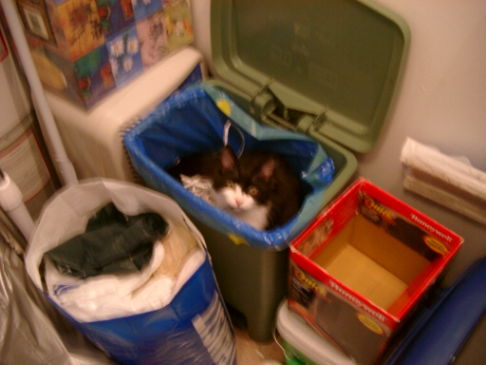 Picture of a cat / kitten / feline