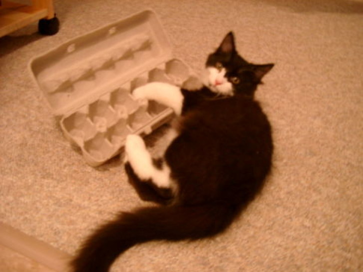 Picture of a cat / kitten / feline