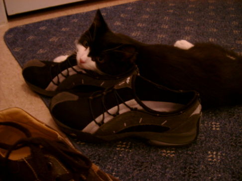 Picture of a cat / kitten / feline