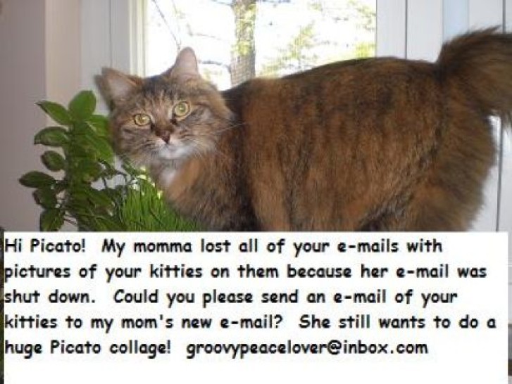 Picture of a cat / kitten / feline