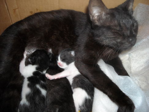 Picture of a cat / kitten / feline