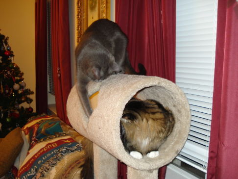 Picture of a cat / kitten / feline