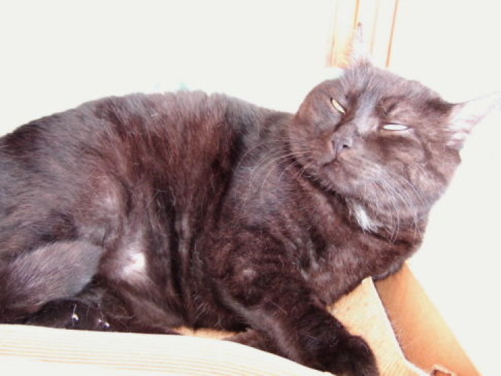 Picture of a cat / kitten / feline