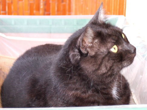 Picture of a cat / kitten / feline