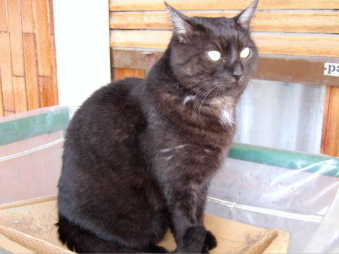 Picture of a cat / kitten / feline