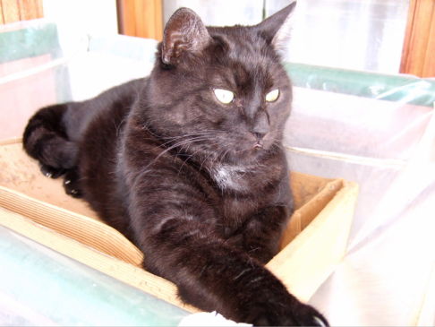 Picture of a cat / kitten / feline