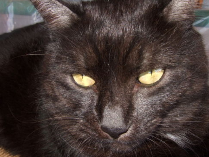 Picture of a cat / kitten / feline