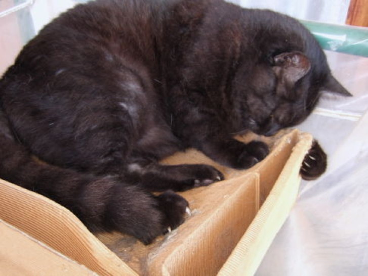 Picture of a cat / kitten / feline