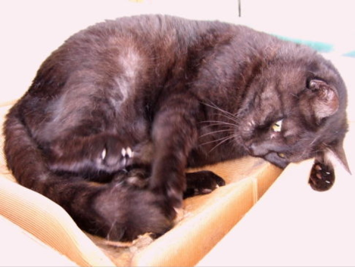 Picture of a cat / kitten / feline