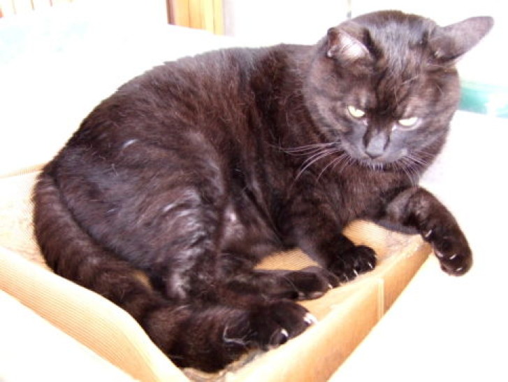 Picture of a cat / kitten / feline