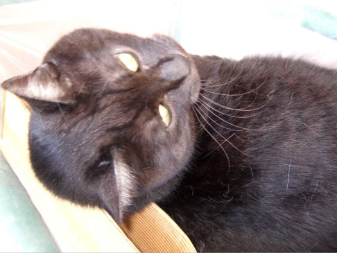 Picture of a cat / kitten / feline