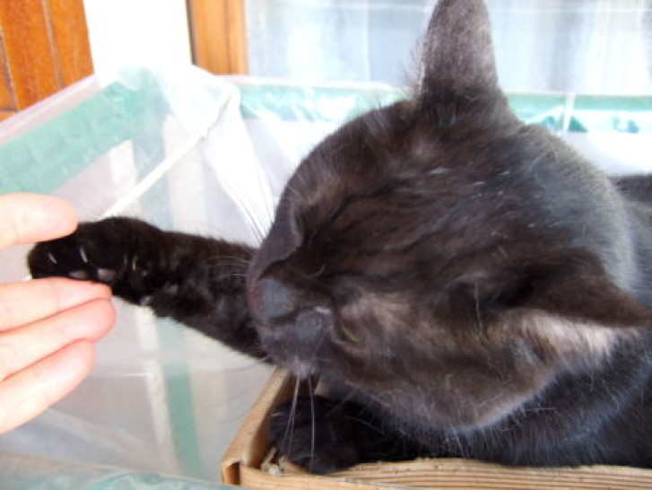 Picture of a cat / kitten / feline