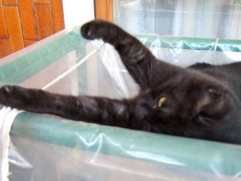 Picture of a cat / kitten / feline