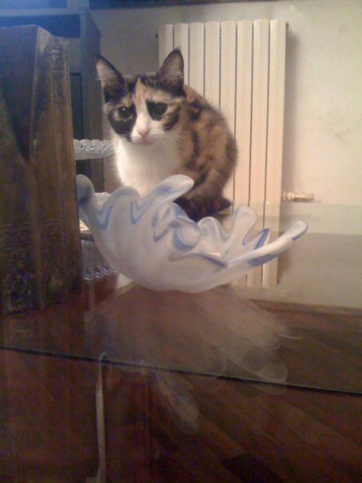 Picture of a cat / kitten / feline