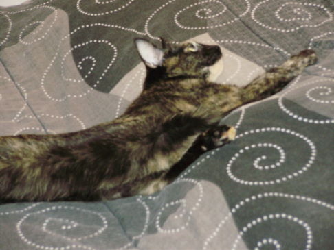 Picture of a cat / kitten / feline