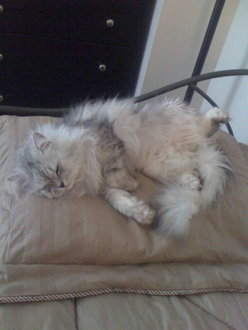 Picture of a cat / kitten / feline