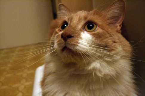 Picture of a cat / kitten / feline