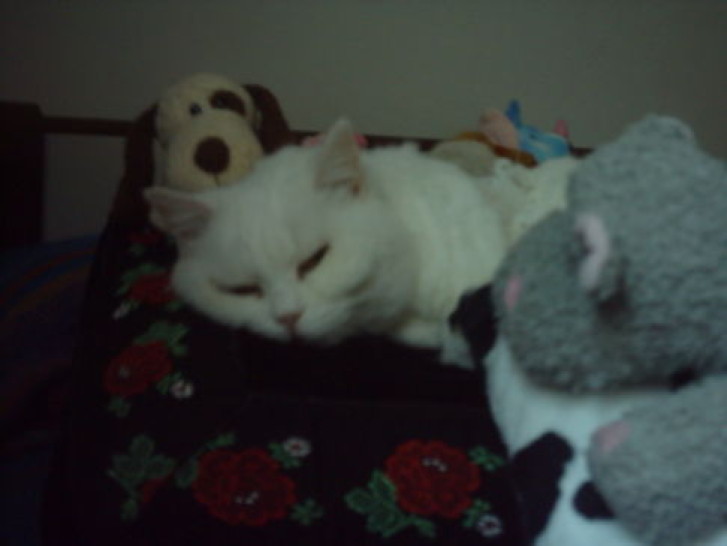 Picture of a cat / kitten / feline