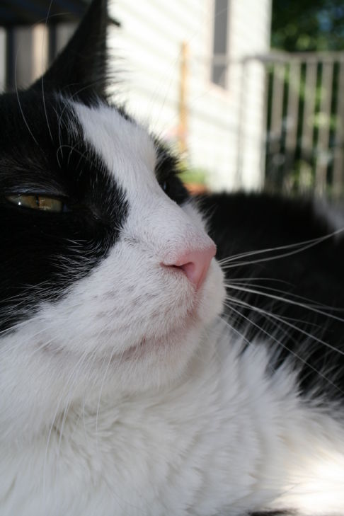 Picture of a cat / kitten / feline