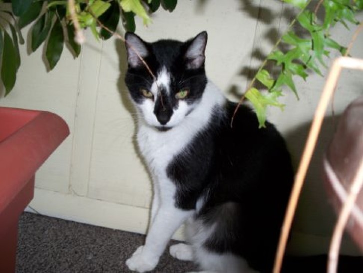 Picture of a cat / kitten / feline