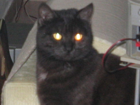 Picture of a cat / kitten / feline