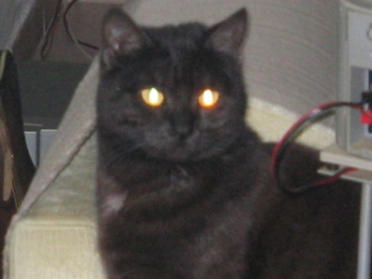 Picture of a cat / kitten / feline