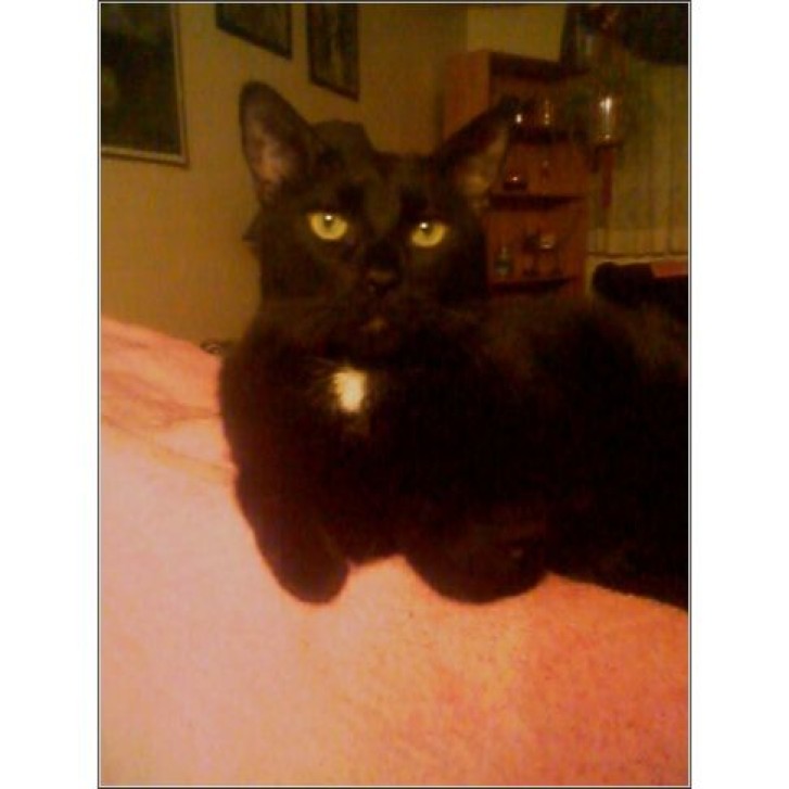 Picture of a cat / kitten / feline