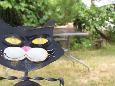 Picture of a cat / kitten / feline