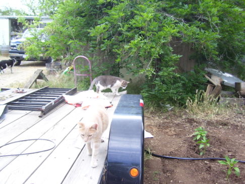 Picture of a cat / kitten / feline