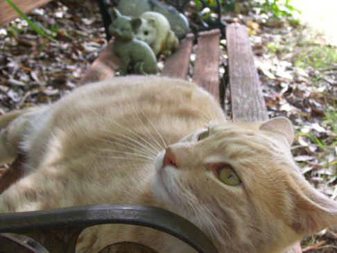 Picture of a cat / kitten / feline