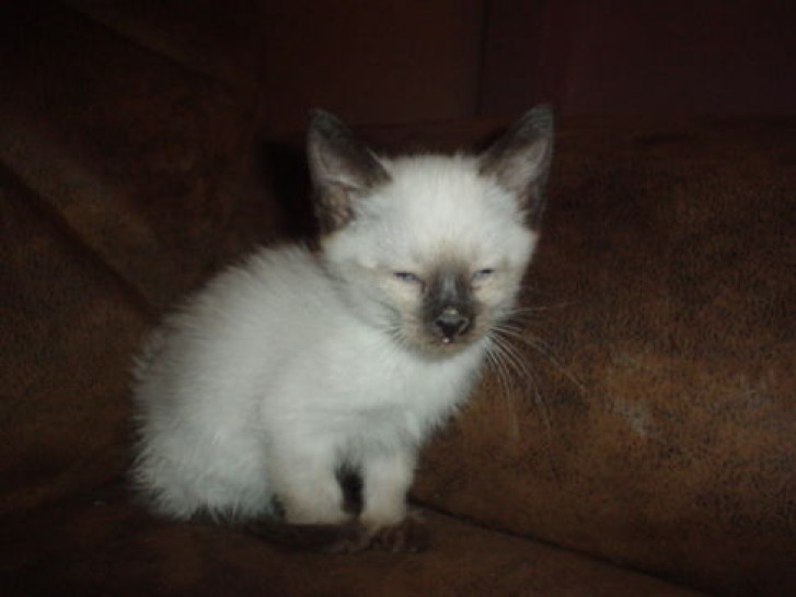 Picture of a cat / kitten / feline