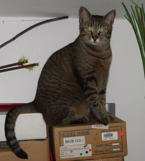 Picture of a cat / kitten / feline