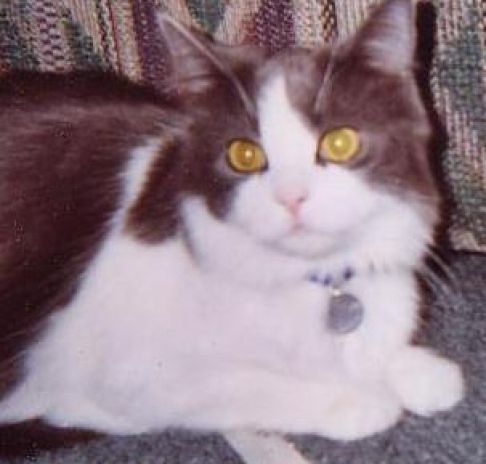 Picture of a cat / kitten / feline