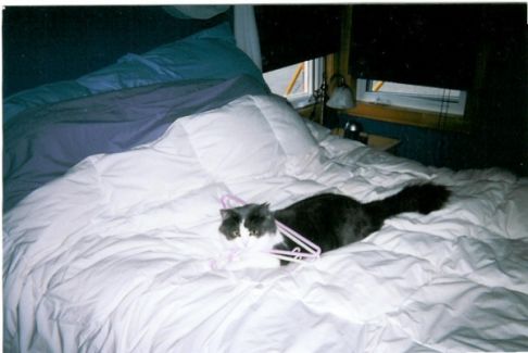 Picture of a cat / kitten / feline