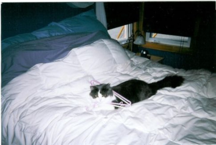 Picture of a cat / kitten / feline