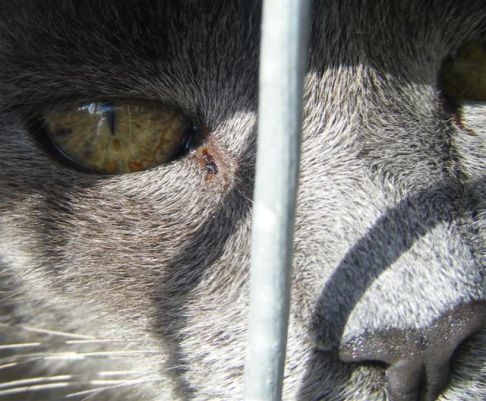 Picture of a cat / kitten / feline