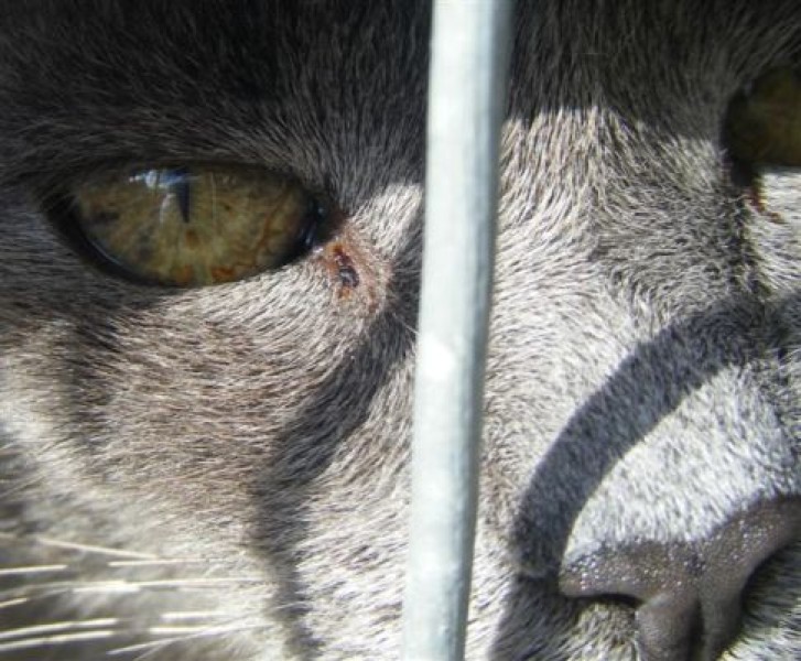 Picture of a cat / kitten / feline