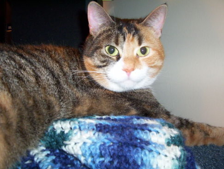 Picture of a cat / kitten / feline