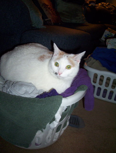 Picture of a cat / kitten / feline